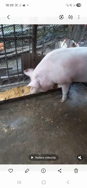 Vînd ce se vede - imagine 4