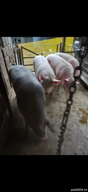 Vînd ce se vede - imagine 3