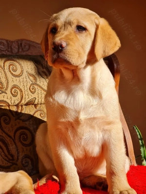 Labrador Retriever Auriu Mascul,schema completa de vaccinare si deparazitare,disponibil imediat