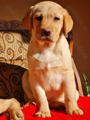 Labrador Retriever Auriu , Masculi,schema completa de vaccinare si deparazitare,disponibil imediat - imagine 3