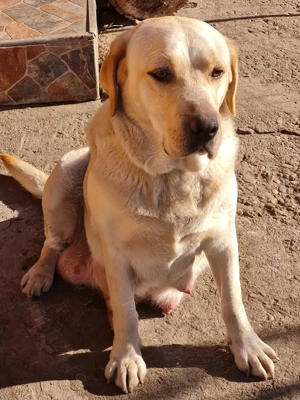 Labrador Retriever Auriu , Masculi,schema completa de vaccinare si deparazitare,disponibil imediat - imagine 5