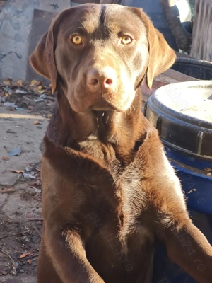Labrador Retriever Auriu , Masculi,schema completa de vaccinare si deparazitare,disponibil imediat - imagine 4