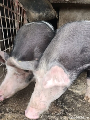 Porci de vanzare  - imagine 2