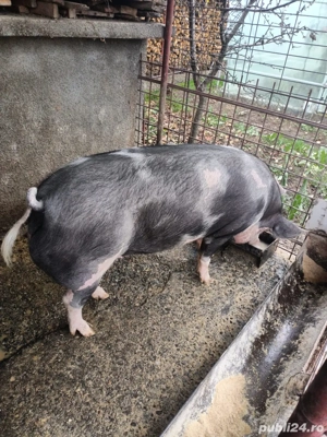 Porci de vanzare  - imagine 3