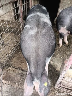 Porci de vanzare  - imagine 4