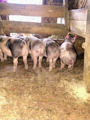 Purcei petrain de vânzare 