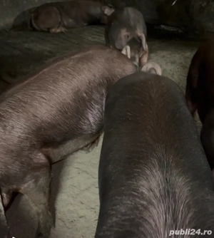 Porc duroc pentru sacrificat