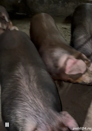 Porc duroc pentru sacrificat - imagine 2