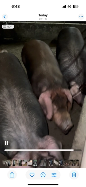 Porc duroc pentru sacrificat - imagine 3