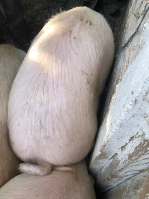 Porci 100 la 150 kg - imagine 2