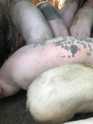 Porci 100 la 150 kg - imagine 3