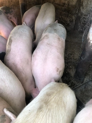 Porci 100 la 150 kg - imagine 5