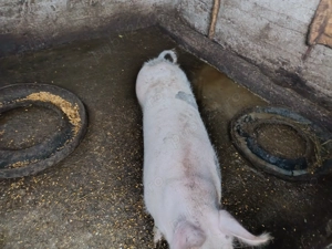 Vând porc de tăiat de 100 kg - imagine 5