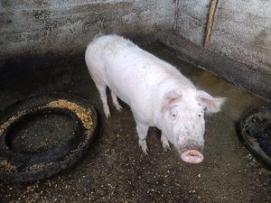 Vând porc de tăiat de 100 kg - imagine 3