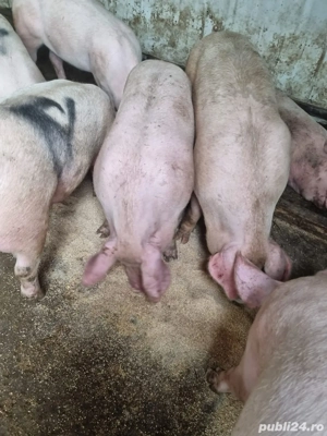 porci de carne - imagine 2