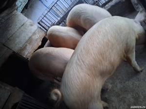 Porci grași - imagine 3
