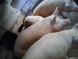 Porci grași - imagine 2