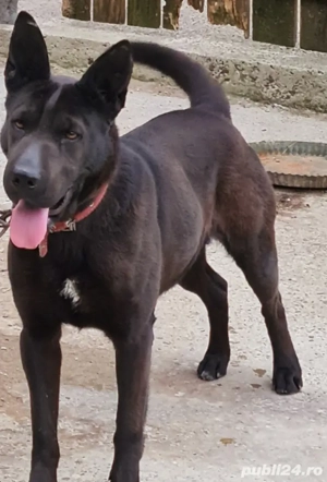 Căței Rasa Mix Lup Alsacian Black cu Labrador - imagine 3