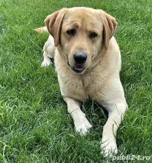 Căței Rasa Mix Lup Alsacian Black cu Labrador - imagine 4