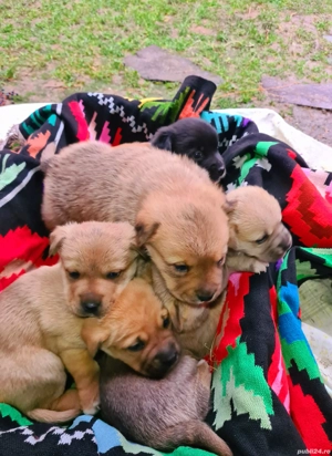 Căței Rasa Mix Lup Alsacian Black cu Labrador - imagine 5