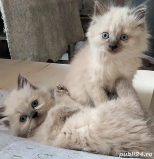 puiuți Ragdoll fetițe și băieței 