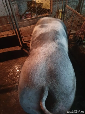 vand porc pietrain   pietrean  - imagine 4