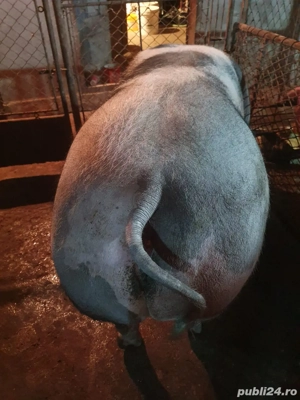 vand porc pietrain   pietrean  - imagine 5