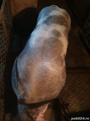 vand porc pietrain   pietrean  - imagine 3