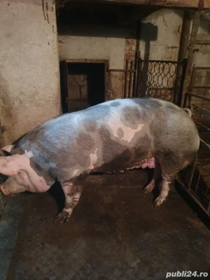 vand porc pietrain   pietrean  - imagine 2