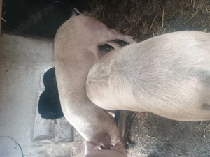 Porci de vânzare 