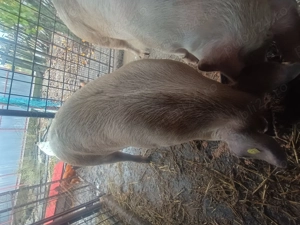 Porci de vânzare  - imagine 2