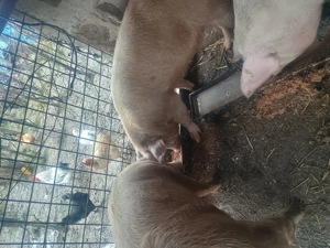 Porci de vânzare  - imagine 5