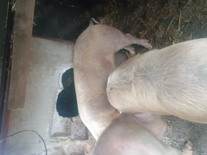 Porci de vânzare  - imagine 3