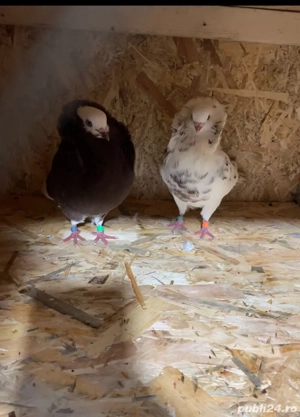 vând porumbei diferite rase  - imagine 3