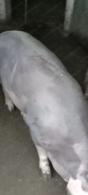 Porci, purcei  - imagine 4