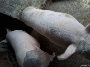 Vand porc de carne. - imagine 3