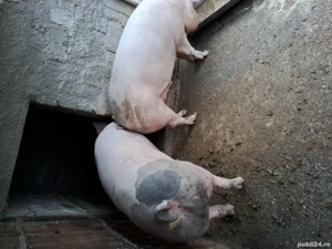 Vand porc de carne. - imagine 2