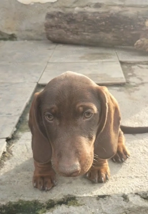 Teckel pe maro ciocolatiu  - imagine 3