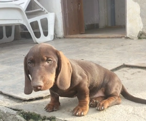 Teckel pe maro ciocolatiu  - imagine 2