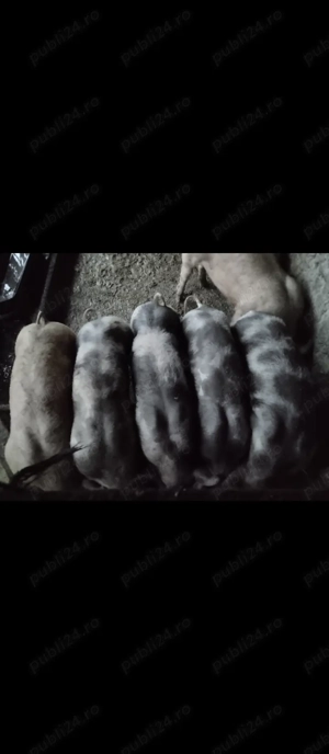 Purcei de vânzare  - imagine 3