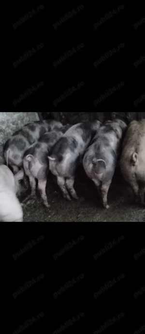 Purcei de vânzare  - imagine 4