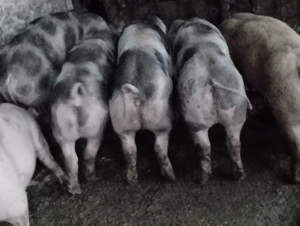 Purcei de vânzare  - imagine 2