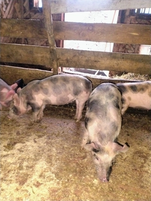 Purcei petrain de vânzare  - imagine 2