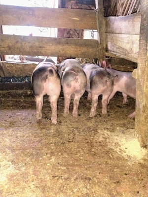 Purcei petrain de vânzare  - imagine 4