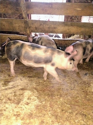 Purcei petrain de vânzare  - imagine 5