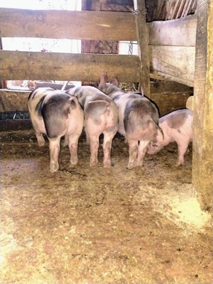 Purcei petrain de vânzare 