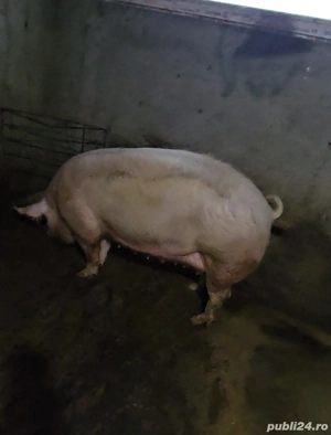Vand porci de casa - imagine 3