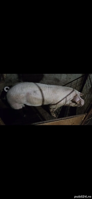 Vand porci de casa - imagine 4