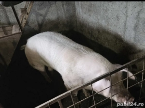 Vand porci de casa - imagine 2