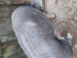 Mega,Mega,oferta - imagine 3